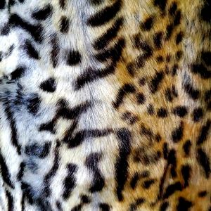 Pamela McCoy size XL  Animal print